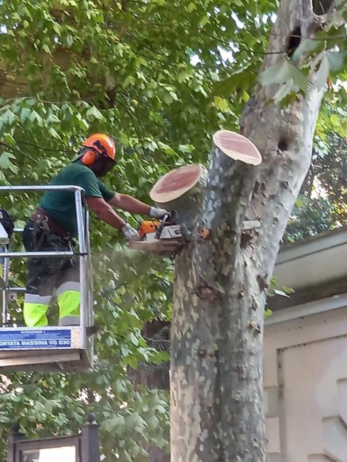 QUANTO E’COSTATO IL TAGLIO DEGLI ALBERI AD ALBANO?  NON E’ UN SEGRETO DI STATO