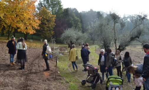 123 alberi d’ulivo per i 123 neonati cittadini di Grottaferrata