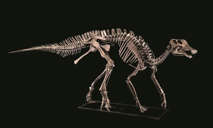 IL DINOSAURO “HENRY” BATTUTO ALL’ASTA PER 300.000 EURO FRA I 100 FOSSILI DELLA MOSTRA SUI DINOSAURI DALL’8 DICEMBRE IN FIERA A PADOVA