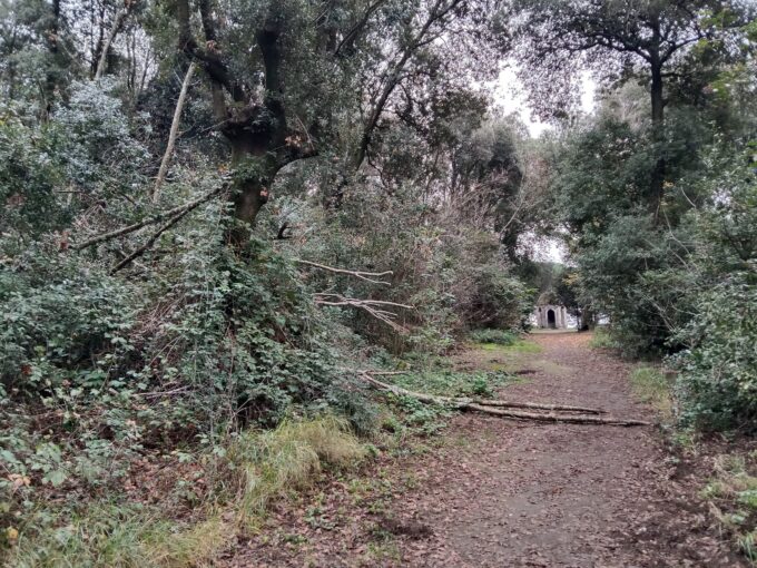 ALBANO LAZIALE E LA CURA DEL VERDE PUBBLICO: ARIDATECE I GIARDINIERI