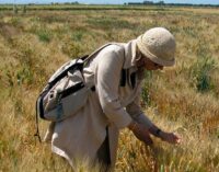 Agricoltura: ENEA individua varietà di grano duro che risponde meglio alla siccità