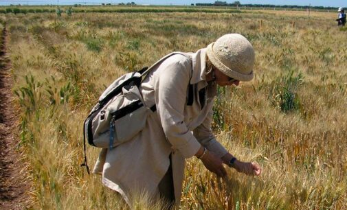 Agricoltura: ENEA individua varietà di grano duro che risponde meglio alla siccità