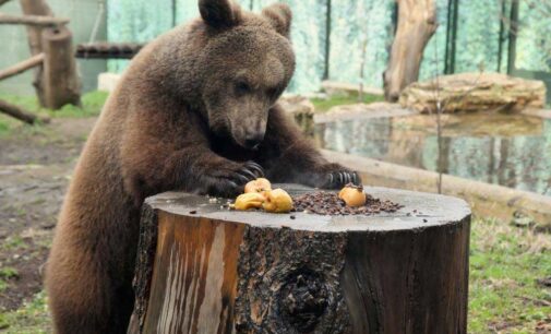 ACCORGIMENTI ANTI FREDDO AL BIOPARCO DI ROMA