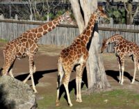 Domenica 18 giugno al Bioparco giornata evento ‘Sua altezza la giraffa’