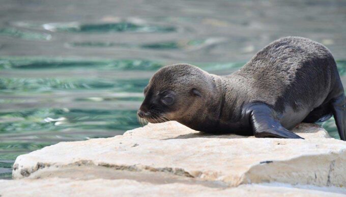 Il cucciolo di otaria del Bioparco si chiama Coco