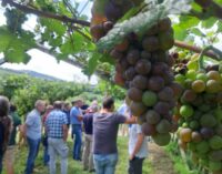 Vigneti bio, sotto osservazione peronospora, oidio e flavescenza