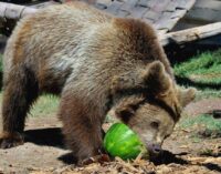 FERRAGOSTO 2023 AL BIOPARCO DI ROMA