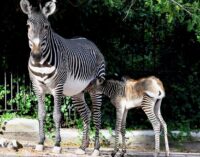 AL BIOPARCO DI ROMA È NATA UNA RARA ZEBRA DI GREVY