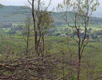 Tagli boschivi nel Parco