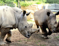 Domenica 3 marzo Giornata della Fauna selvatica a tema