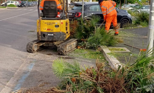 Aree verdi a Ciampino, al via messa a dimora nuovi alberi