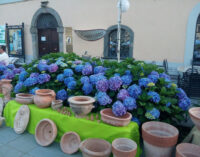 La Festa delle Ortensie torna a colorare Bolsena