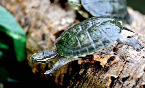 il Bioparco di Roma aderisce alla campagna di sensibilizzazione dal titolo “Vietnamazing”