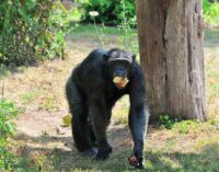 FERRAGOSTO 2024 AL BIOPARCO DI ROMA