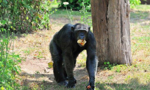 FERRAGOSTO 2024 AL BIOPARCO DI ROMA