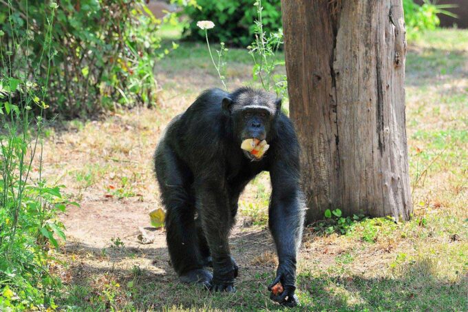 FERRAGOSTO 2024 AL BIOPARCO DI ROMA