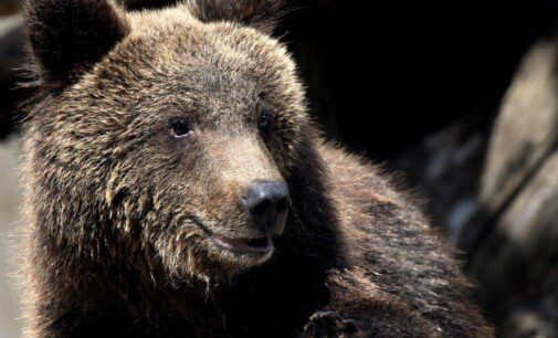 L’orso Kuma accolto al Bioparco trasferito in Germania