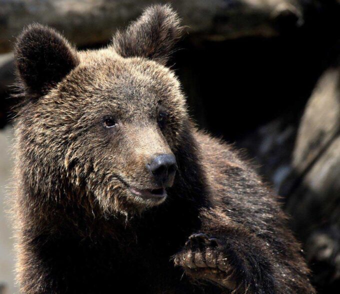 L’orso Kuma accolto al Bioparco trasferito in Germania