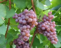 FEM_ Traminer aromatico, temperatura e pH ottimali preservano gli aromi del vino