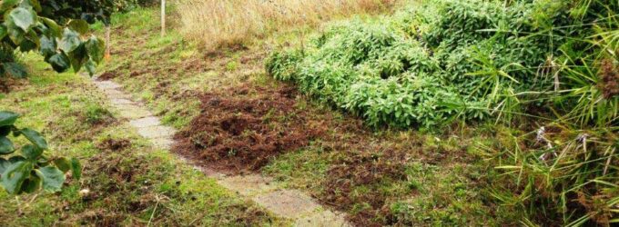 Convivenza forzata con i branchi di cinghiali a Velletri in località Acqua Palomba