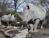 Una domenica da rinoceronti al Bioparco il 22 settembre