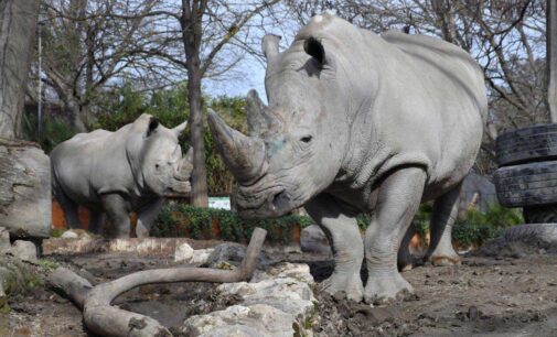 Una domenica da rinoceronti al Bioparco il 22 settembre