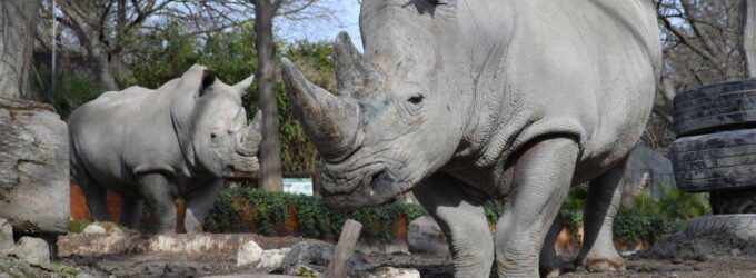 Una domenica da rinoceronti al Bioparco il 22 settembre