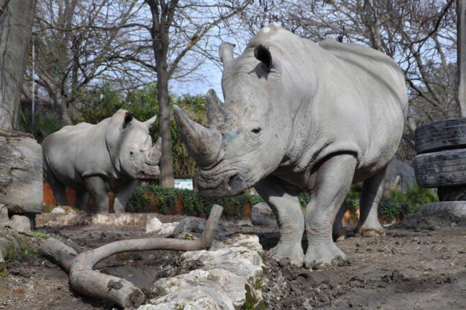 Una domenica da rinoceronti al Bioparco il 22 settembre