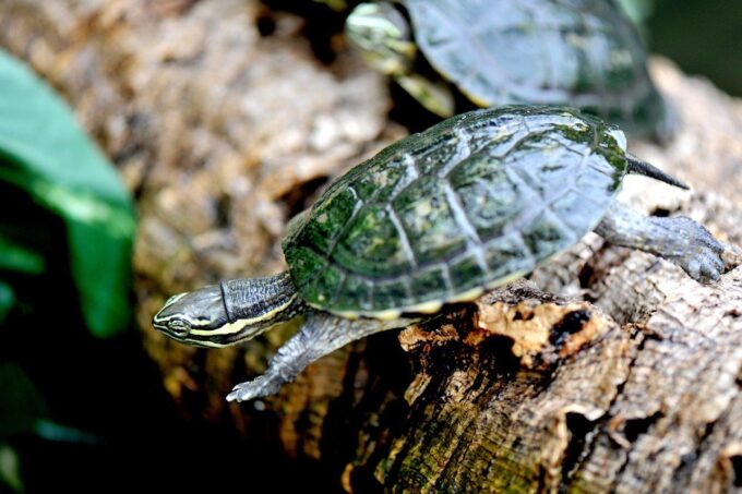 Domenica 15 settembre giornata di sensibilizzazione sulle specie minacciate del Vietnam