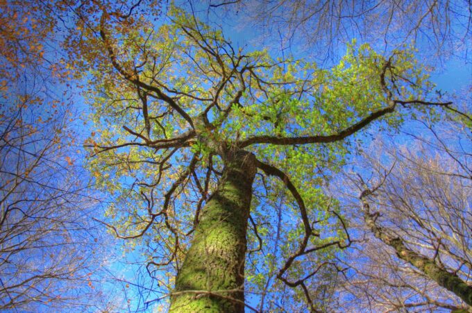 Il microcosmo che vive in una quercia al Cineforum con la Natura alla Fondazione Carivit