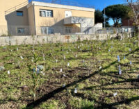 A LABARO PRIMO PROGETTO DI MICROFORESTA ECO – PEDAGOGICA  DEL TERRITORIO