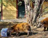 FESTIVITÀ NATALIZIE AL BIOPARCO DI ROMA