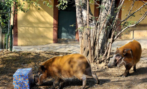 FESTIVITÀ NATALIZIE AL BIOPARCO DI ROMA