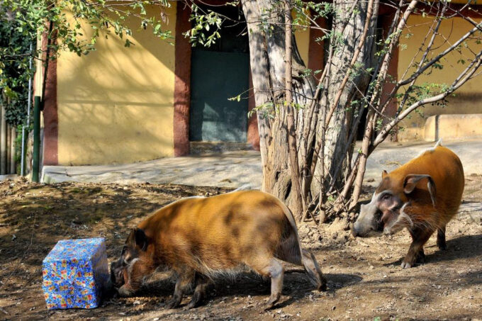 FESTIVITÀ NATALIZIE AL BIOPARCO DI ROMA